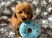 Gorgeous little poodle boy puppy toy small