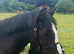 3yrs 6m black 13.3hh new forest