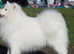 Beautiful Samoyed Puppies 2 females left