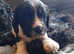 Sprocker puppies for sale. NOW REDUCED