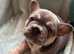 Ready now! Stunning kc register French bulldogs