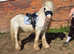 Heavy cob gelding