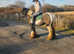 12.3 /13hh 6 year old mare