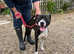 Lovely Reggie needs his forever home