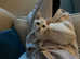 Burmilla - 8 months kitten looking for an extra special home