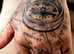 Tattoo artist small med large pieces black and grey full colour half sleeves full sleeves