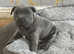 Staffordshire bull terrier puppies