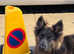 Male German Shepherd