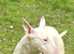 Female English Bull Terrier 2 .5 years old reduced