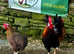 PARTRIDGE LEGHORN HATCHING EGGS