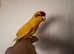 Kakariki parrot