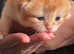 GCCF registered British Shorthair and Longhair Chocolate and Black Golden Kittens