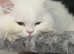 British Longhair. RARE ODD EYE