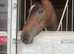 tb gelding