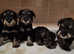 Adorable Miniature Schnauzer Puppies for Sale - Ready for New Homes on 8th of July!