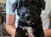 Jackapoo pups boys