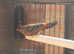Male strawberry finch for sale