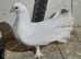 4 fantails