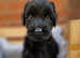 KC REGISTERED Giant Schnauzer puppies DNA/BVA eye tested/ HIP