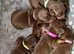 Daschunds ready to go in 6 weeks