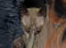 5 gorgeous tica registered bengal kittens