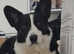 WELSH CARDIGAN CORGI PUPS READY 160825