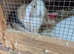 Stunning baby rabbits READY NOW !!