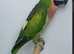 Ringnecks plumheads