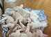 French bulldog puppies for sale