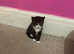 Mixed breed kittens and mother looking for homes