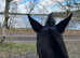 Ghost Buster, 15'2 hands, long term loan or sale.