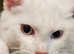 100% SNOW WHITE  vaccinated girl kitten