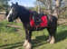 Poppy 13hh cob mare