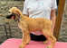 Afghan hound litter for sale