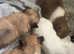 Baby long haired chihuahuas