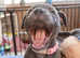 Blue female Staffy
