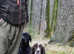 English springer spaniel dog pups.  One available