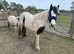 12.2hh Mare ( possibly in foal)
