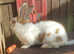 Gorgeous Yellow and White Giant Papillon doe - RARE BREED - vaccinated