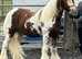 Coloured gelding 12.2 hh