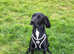 Cocker spaniel cross Beagle