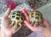 Horsefield tortoises 2 boys