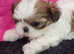 KC registered  very tiny imperial  Shihtzu only boy and girl available