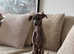 Italian Greyhound Blue girl