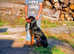 Male Rottweiler for sale