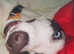 beautiful blue merle greyhound boy looking for a loving home