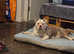 Beautiful Old English bulldog