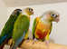 Stunning baby conure parrot