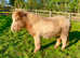 SSTC -A Gorgeous Pintaloosa