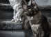 TICA Registered Maine Coon girls